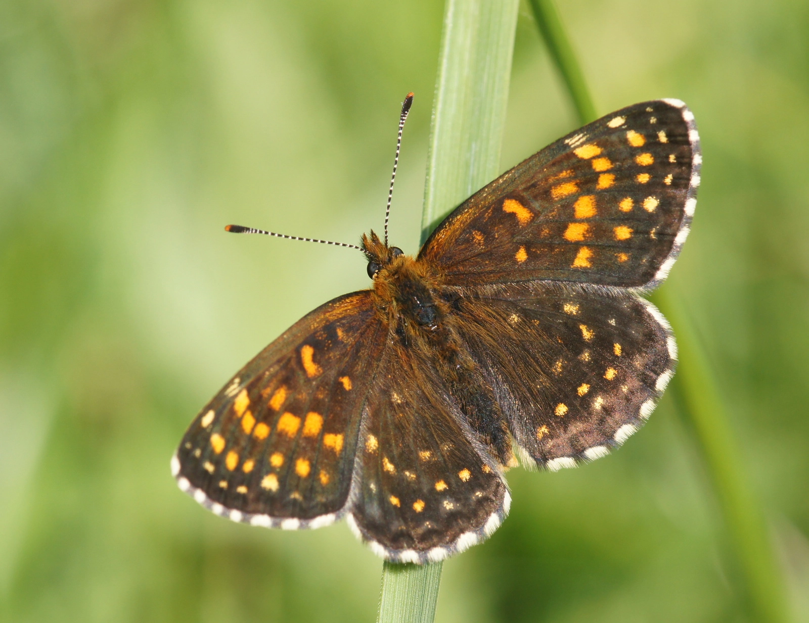 Melitaea diamina.JPG